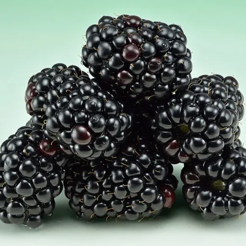 Zarzamora - Rubus fruticosus